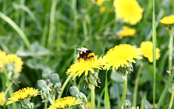 Flowers, Macro, Bee, Polyana, Glade, Pollination, Dandelion HD wallpaper