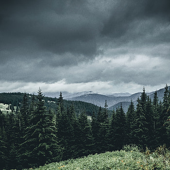 Nature, Trees, Grass, Sky, Mountains, Forest HD phone wallpaper