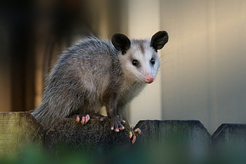 Possum and opossum, Cute animal , Reader's Digest collection, Heartwarming wildlife HD wallpaper