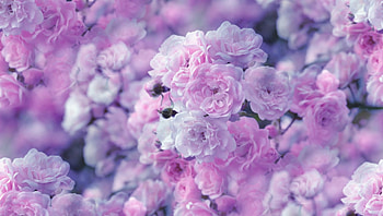 Putple Roses, purple, nature, flowers, roses HD wallpaper