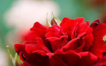 Flower, Macro, Bright, Petals HD wallpaper