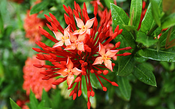 Red Flower, green, red, beautiful, nature, flowers HD wallpaper