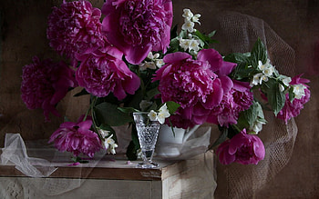 Still life, soft, pink, nature, flowers HD wallpaper