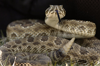 Rattlesnake , Captivating animal , High-quality , Stunning backgrounds HD wallpaper