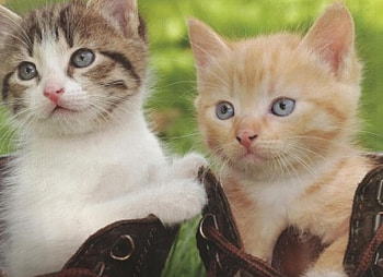 Kittens in a pair of shoes, pair, kitten, cute, shoes HD wallpaper