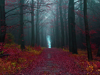 Pathway to Paradise !, leaves, rosy, beautiful, misty, forest HD wallpaper