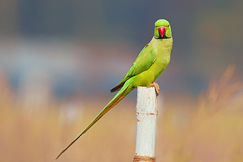 Psittacula, Parrots HD wallpaper