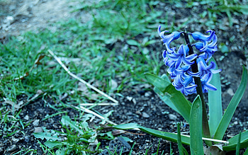 Mr.Blue, blue, petals, flower, green, grass HD wallpaper