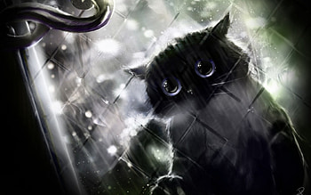 Let me in?, cat, black, window, rain HD wallpaper