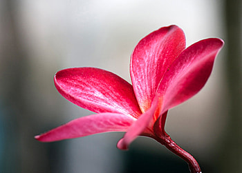 Flower, Macro, Petals, Plumeria HD wallpaper