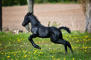 A lively Friesian foal galloping across a bright, spring meadow filled with yellow wildflowers. HD wallpaper