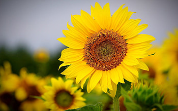 Sunflowers, Latvia, flowers, yellow HD wallpaper