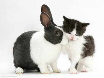 A kiss for a friend, kitten, animal, white, black, cute, cat, pisica, bunny, couple, kiss, easter, rabbit HD wallpaper