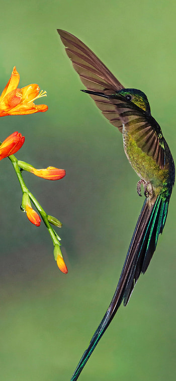 Long-tailed Sylph, Hummingbirds HD phone wallpaper