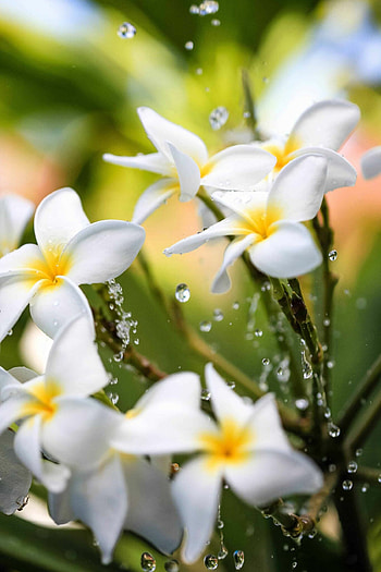 Curaao apartments, Frangipani holiday bliss, Tropical floral paradise, Nature's bounty HD phone wallpaper