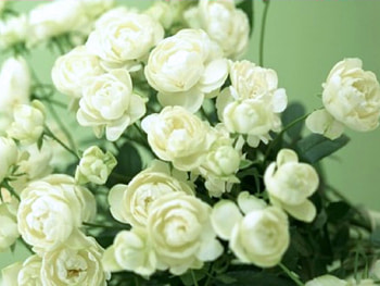 Plants, Flowers, Roses HD wallpaper