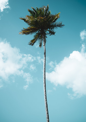 Nature, Sky, Clouds, Wood, Tree, Palm, Tropics HD phone wallpaper