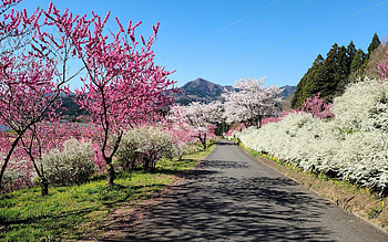 Cherry Road, cherries, blossoms, road, mountains, spring HD wallpaper