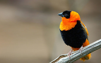 Animals, Bird, Sit, Color, Fire Weaver HD wallpaper