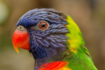 Close-up of a colorful Rainbow Lorikeet, highlighting its vibrant feathers and sharp gaze. HD wallpaper