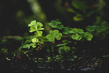 Close-up of vibrant green clover plants in a lush and natural outdoor environment. HD wallpaper