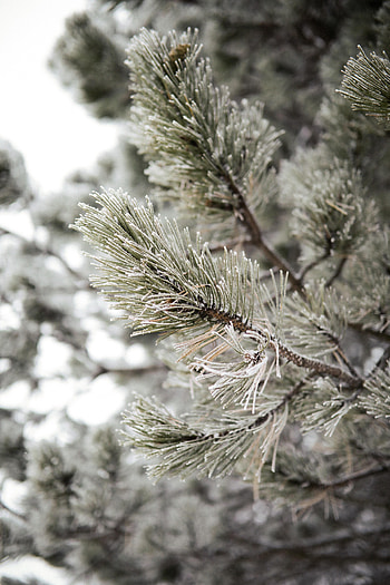 Pine, Snow, Plant, Macro, Branch, Frost, Hoarfrost HD phone wallpaper