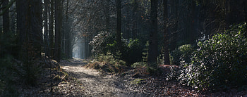 Path, Nature, Trees, Fog, Arch HD wallpaper