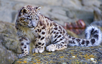 Snow leopard cub, Baby snow leopard HD wallpaper