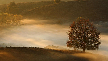 beautiful scenery in mist, mist, fields, hills, tree HD wallpaper