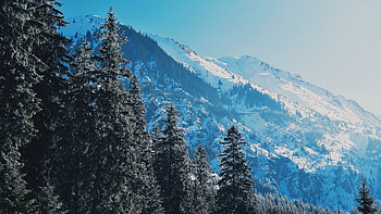 Nature, Trees, Mountains, Pine, Snow Covered, Snowbound, Slopes HD wallpaper