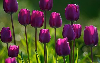 Plants, Flowers, Tulips HD wallpaper