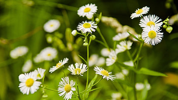 Plants, Flowers HD wallpaper