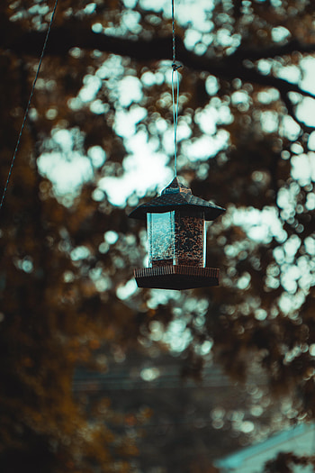 Miscellanea, Miscellaneous, Branch, Small House, Lodge, Focus, Trough, Feeder HD phone wallpaper