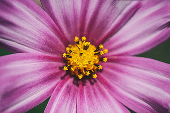 Flower, Macro, Kosmeya, Cosmos HD wallpaper