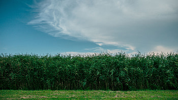 Nature, Grass, Sky, Summer, Field HD wallpaper