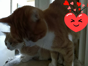 Happy Valentine's Day, Sweet, Cats, Holiday, Cute HD wallpaper