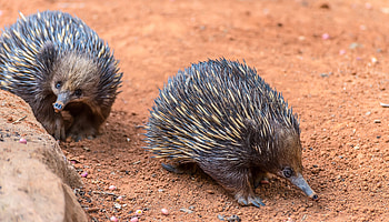 Echidna trains, Australian Geographic, Mysterious creatures, Informative article HD wallpaper