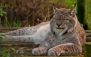 Lynx , Diverse selection, s, Visual delight HD wallpaper