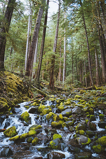 Nature, Stones, Waterfall, Forest, Flow HD phone wallpaper
