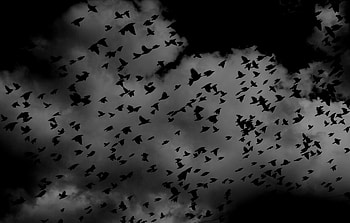Birds, Sky, Clouds, Dark, Miscellanea, Miscellaneous, Flock HD wallpaper