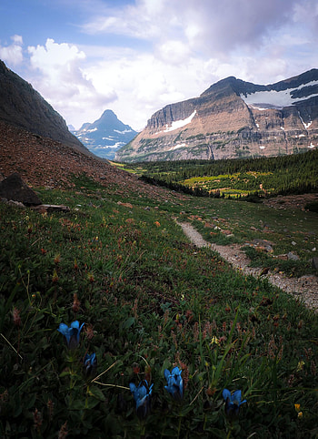 Landscape, Nature, Flowers, Mountains, Vertex, Tops, Slope HD phone wallpaper