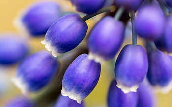 Flowers, Macro, Bud, Bloom, Flowering HD wallpaper