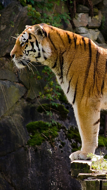 Tiger , Rock, Mountain Background HD phone wallpaper