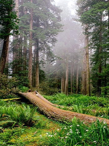 Redwood national park, Breathtaking beauty, Captivating landscapes, Natural magnificence HD phone wallpaper