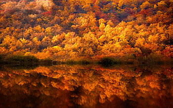 Autumn, mirror, colorful, fall, beautiful, reflections, serenity, tranquil, lake, sky, calmness, forest HD wallpaper