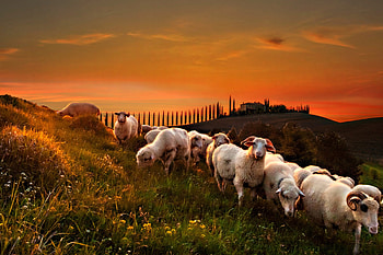 Sheep, cloud, sky, herd HD wallpaper