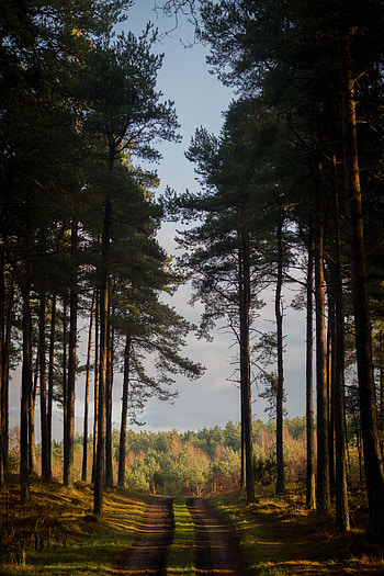 Nature, Trees, Summer, Forest, Path, Denmark HD phone wallpaper