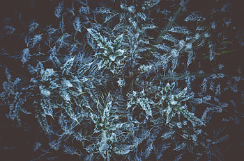 Nature, Grass, Plant, Hoarfrost, Frost HD wallpaper