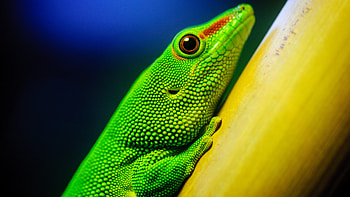 Phelsuma madagascariensis, Geckos HD wallpaper