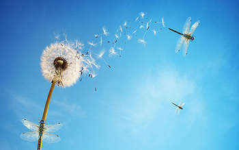 Dandelion flower, Dragonflies, Beautiful nature, White flower HD wallpaper